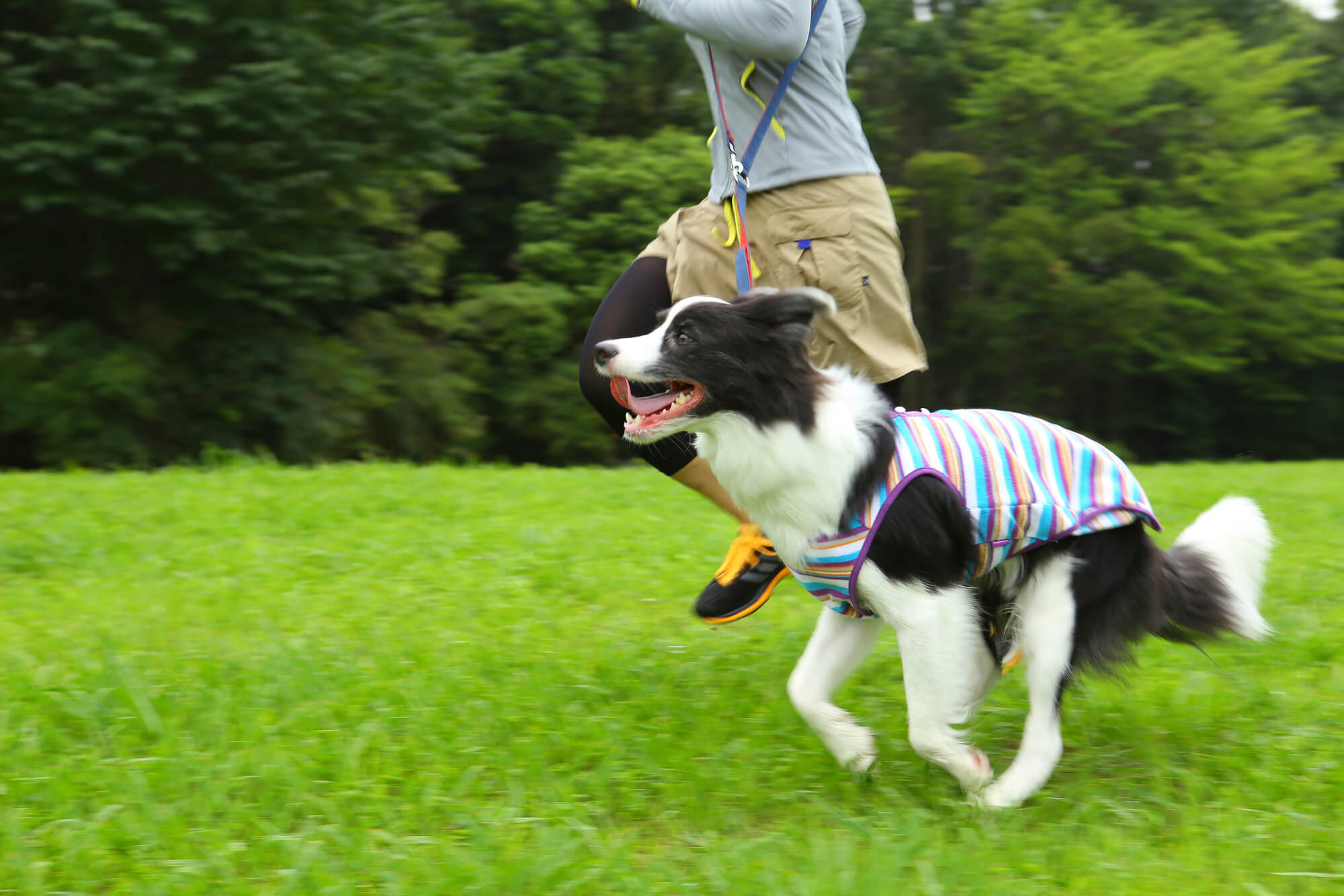 ボーダーコリーの性格を理解して、最高のパートナーになろう